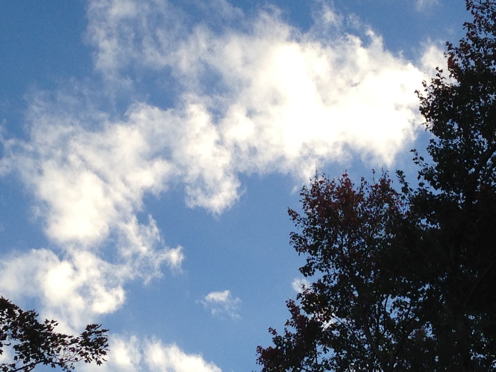 sky and trees