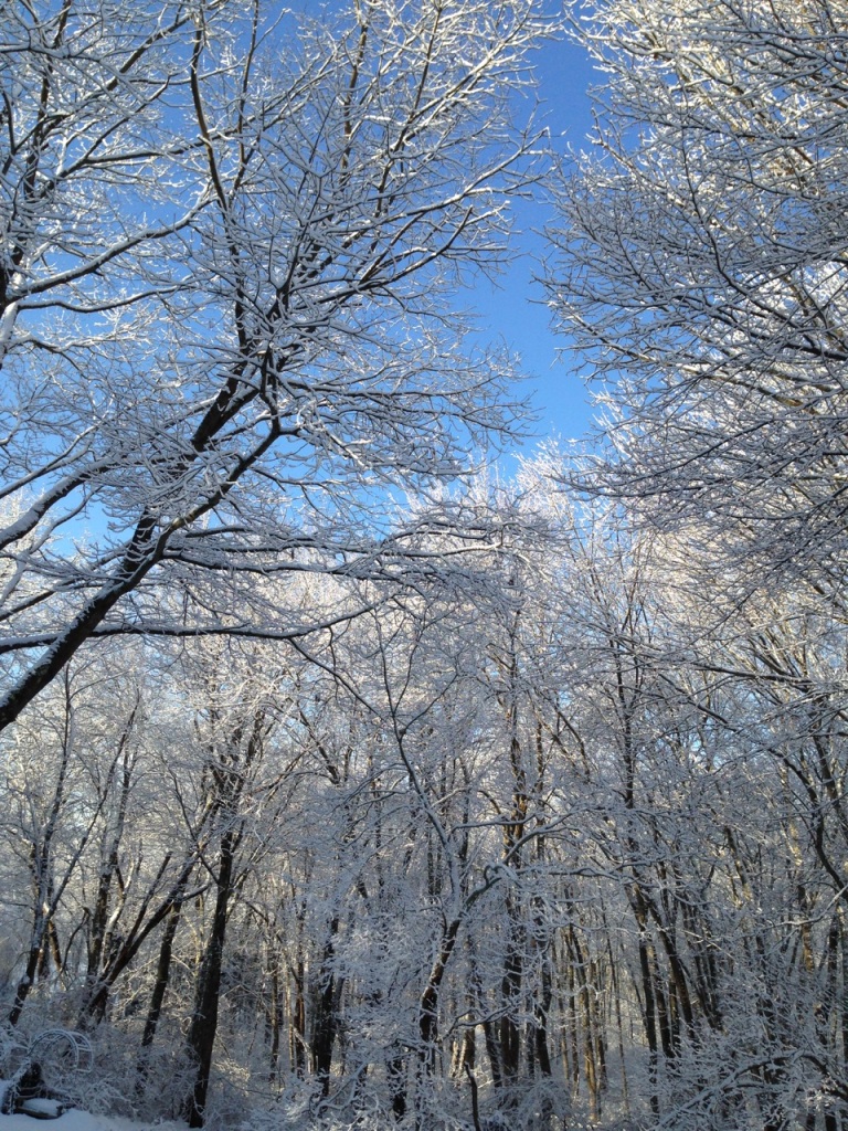 snowy trees blue sky