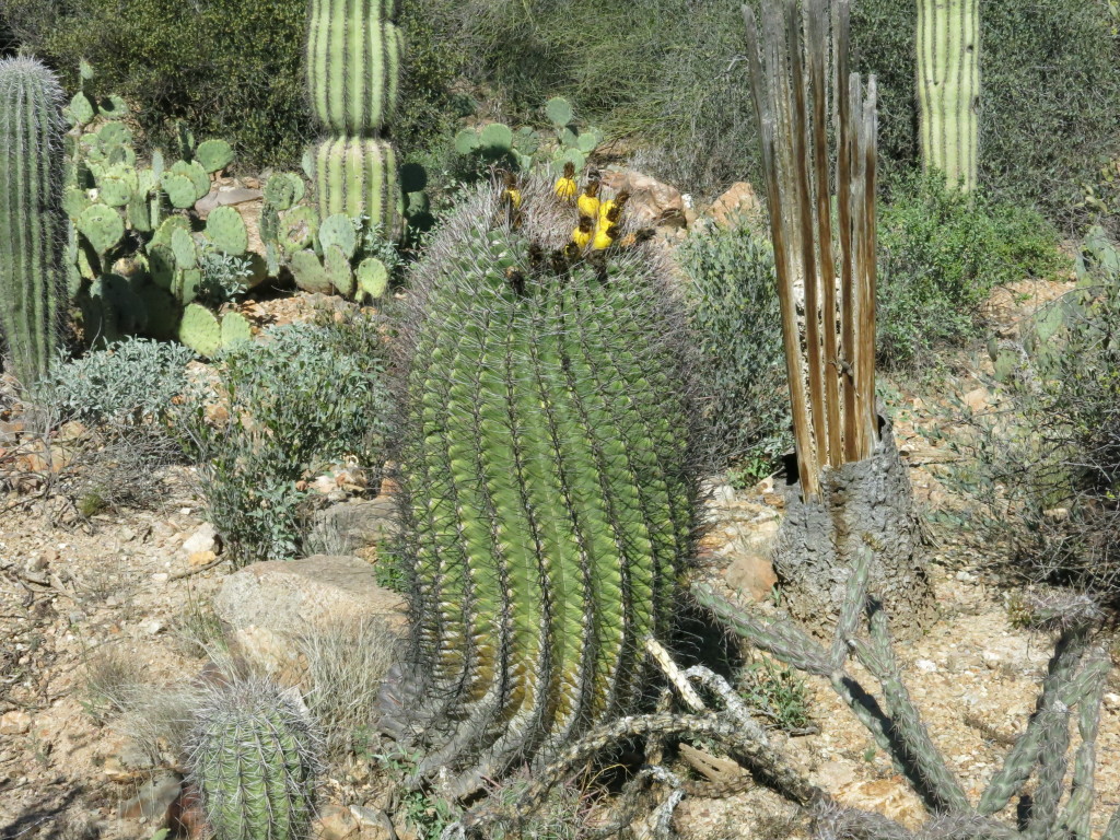 barrel cactus