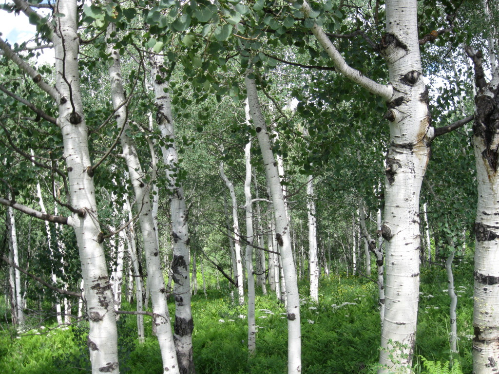 aspens