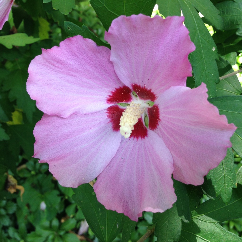 rose of sharon