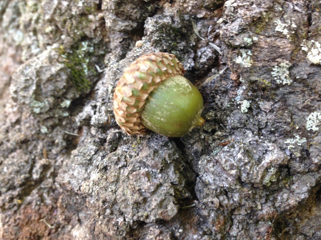 acorn on bark