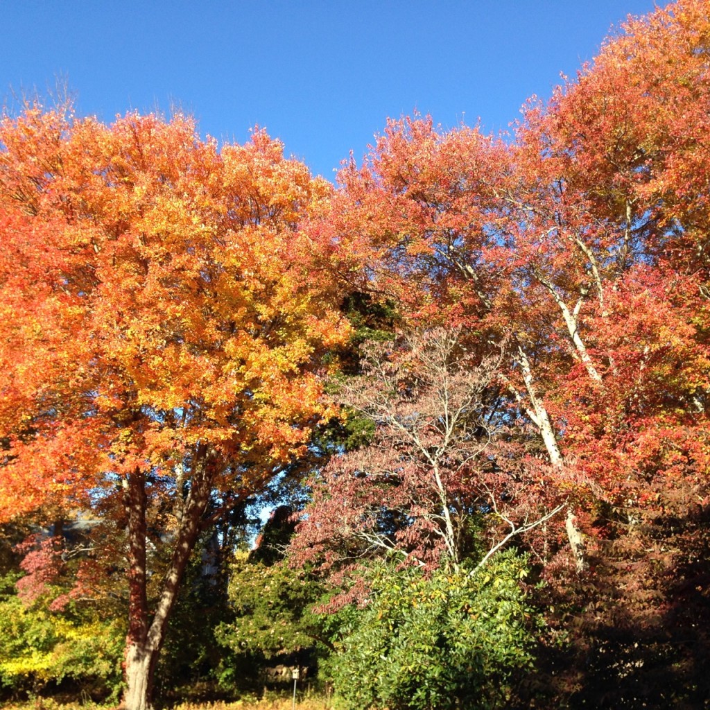 fall trees