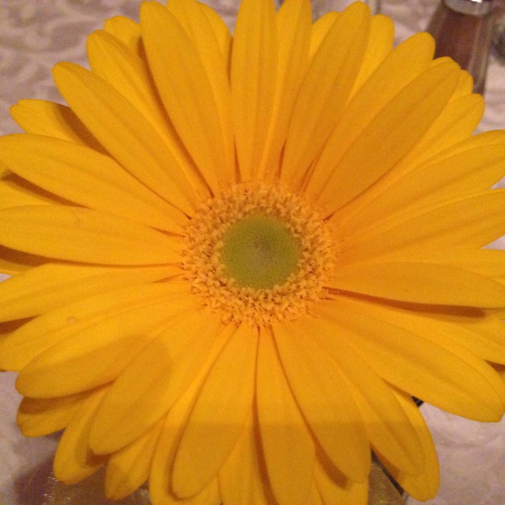 yellow flower