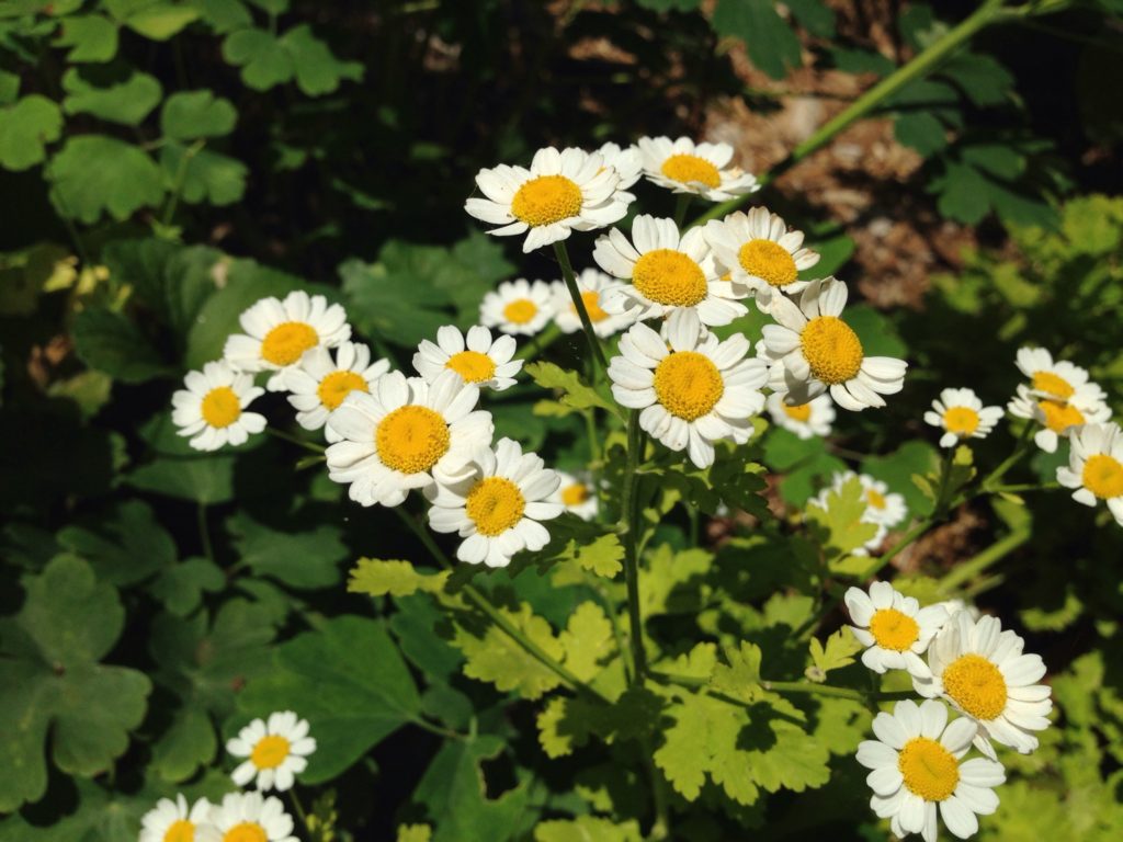 daisies