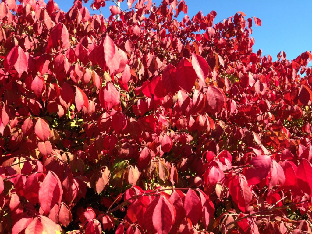 red eunonymous bush