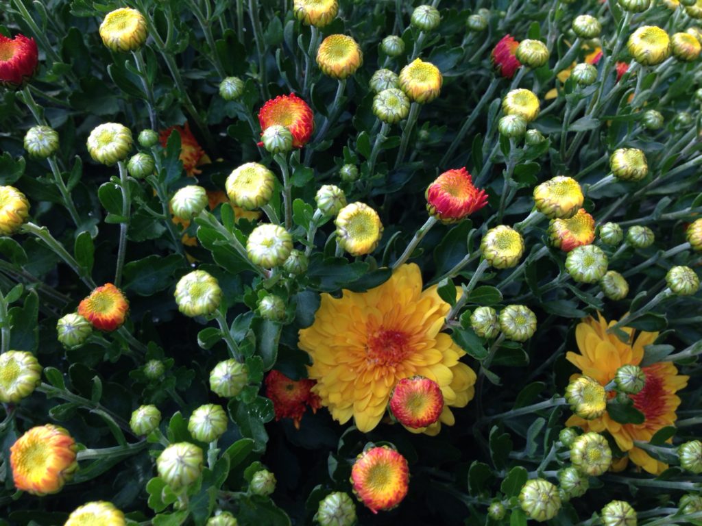 buds on a mum