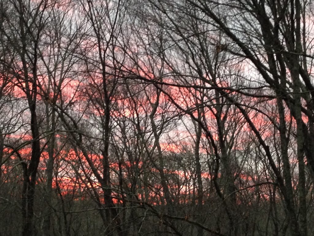 sunset behind bare trees