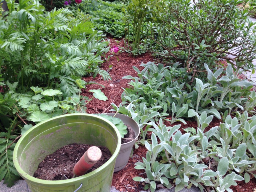 spring garden