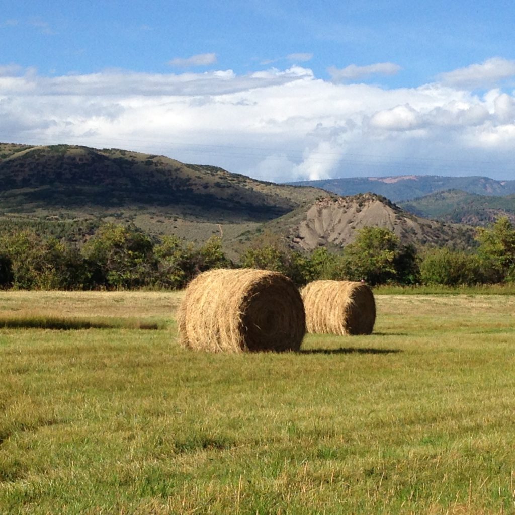 hay bales in field