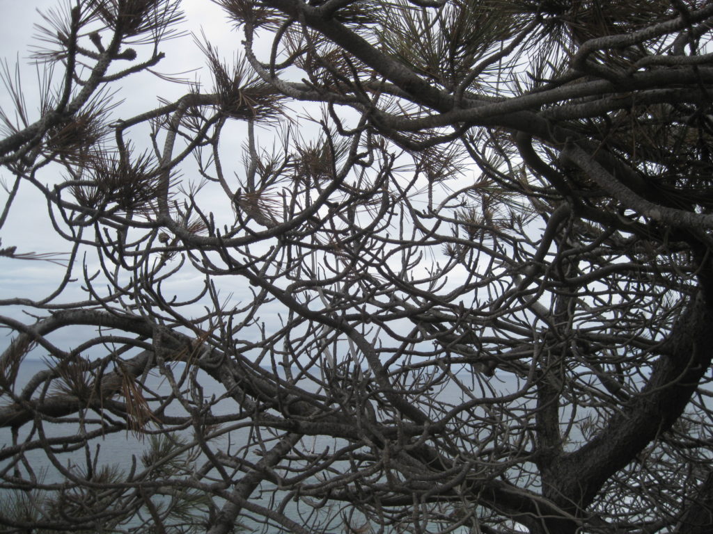 bare branches foreground, gray sky background
