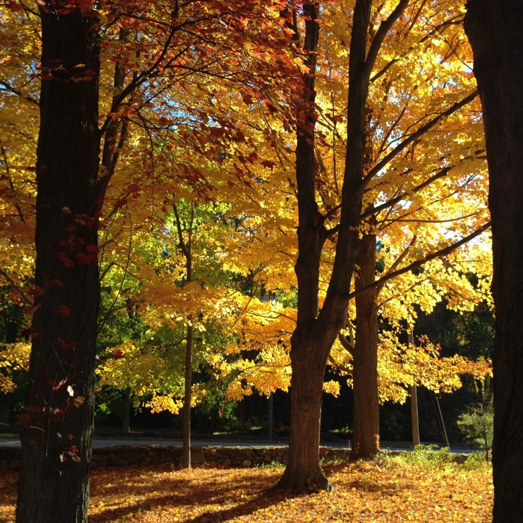trees with yellow leaves