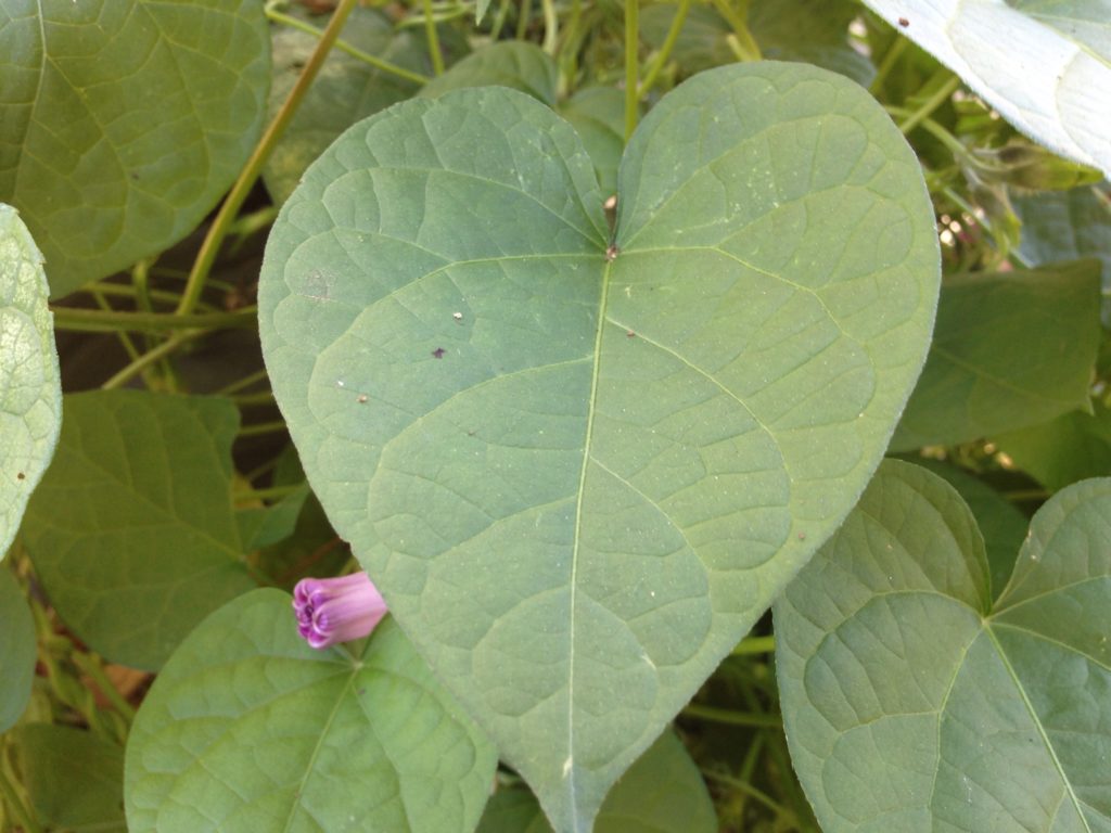 green heart-shaped leaf