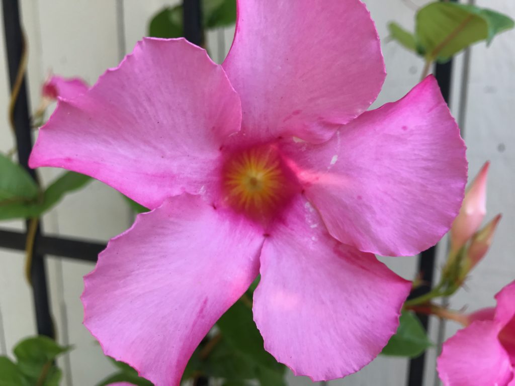 pink flower closeup