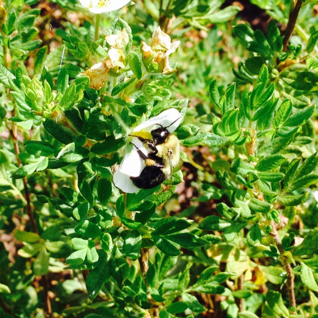 bee on a green shrub