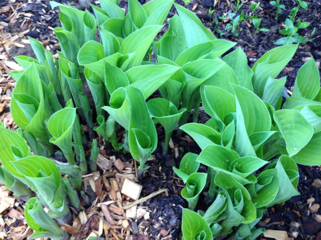 hosta leaves in early spring