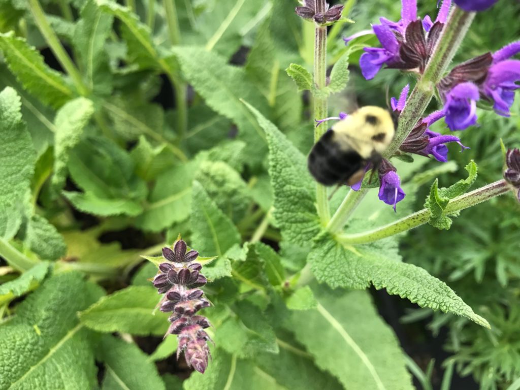 a bee on purple flowers w green foliage