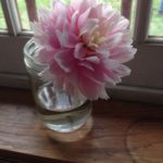 pink peony closeup