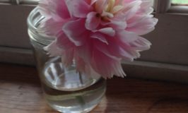 pink peony closeup