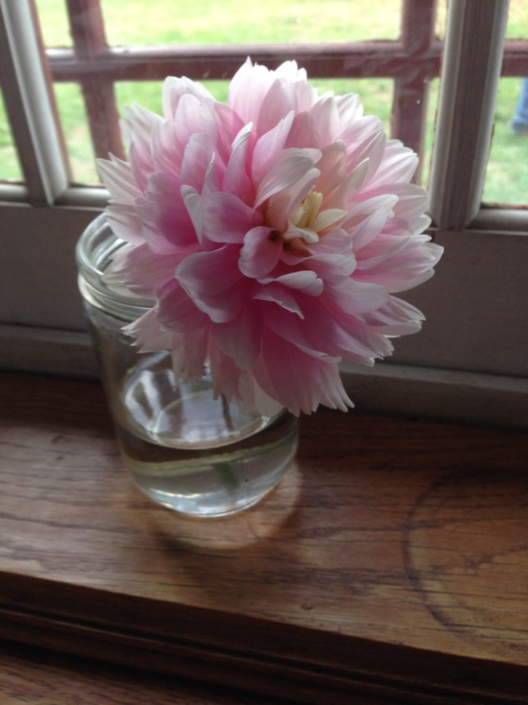 pink peony closeup