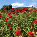 field of red flowers