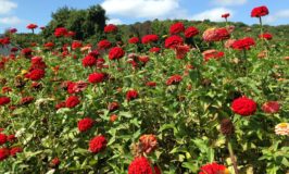 field of red flowers