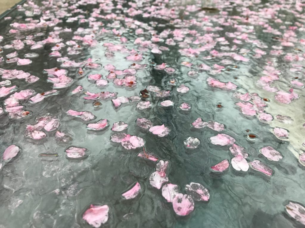 pink petals on wet stone surface