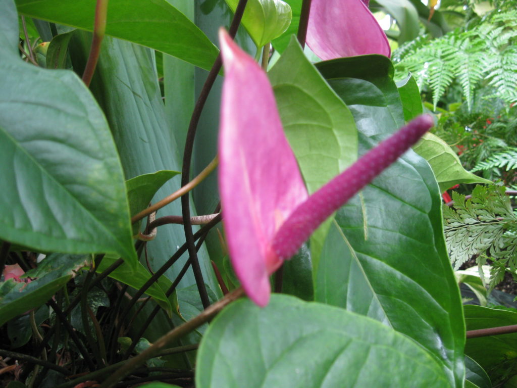 pink tropical flower w large stamen