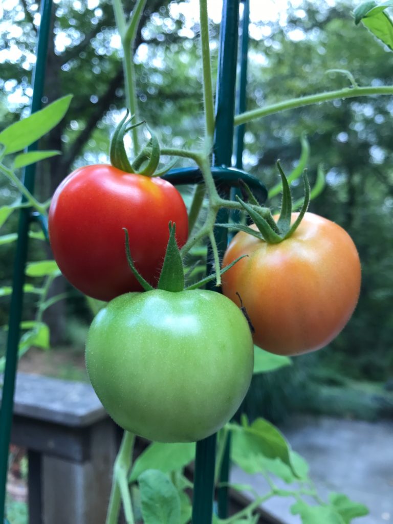 red, yellow, and green tomatoes on a vine